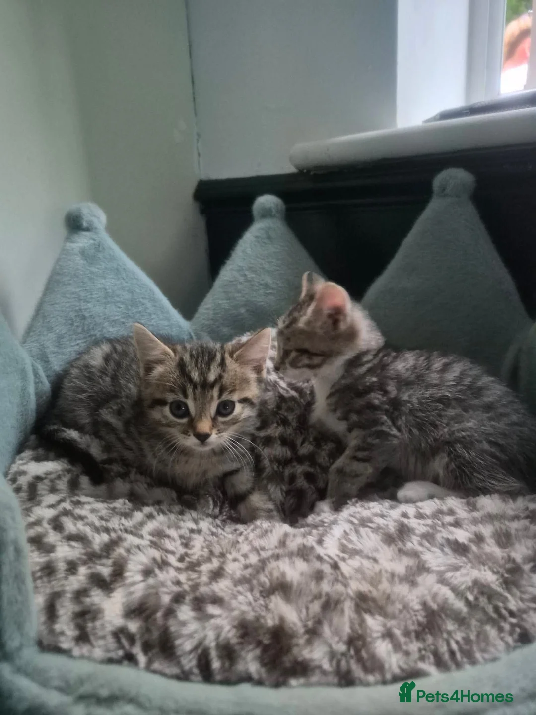 Mixed Breed cats for sale: 2 kittens ready for new home in Dudley - Advert 6