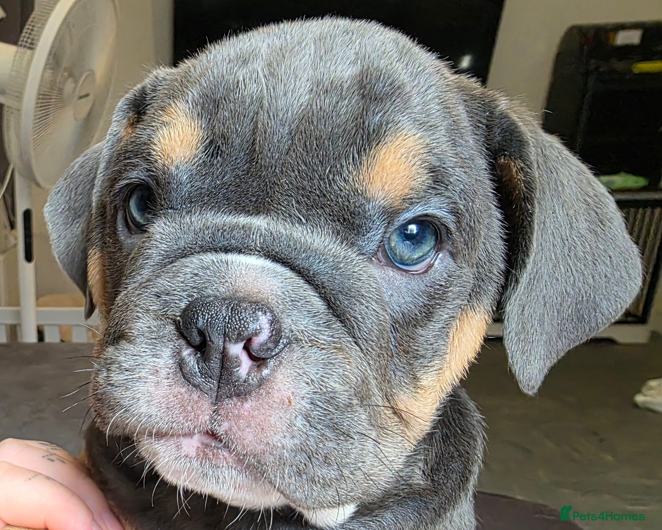 English Bulldog dogs Stunning 2 girls left English Bulldogs  - Advert 2