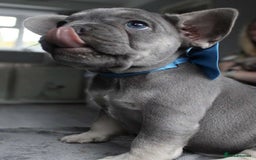 French Bulldog dogs for sale: French bulldog  puppies - Image 8
