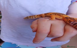 Leopard Gecko reptiles for sale: Leopard Gecko 16mnths old Female - Advert 6