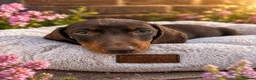 Miniature Dachshund dogs for sale: Miniature dachshund - KC registered  - Advert 4