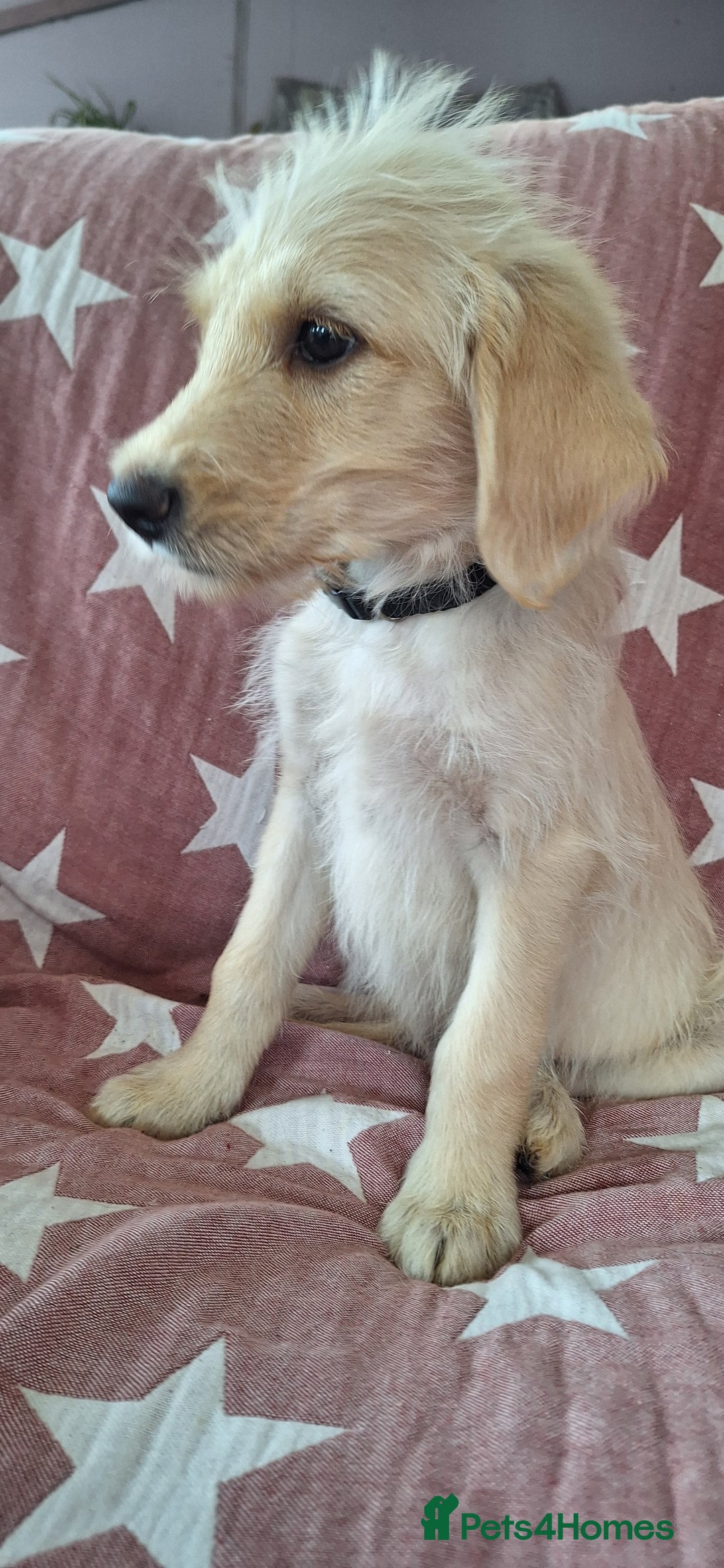 Labradoodle dogs for sale: BEAUTIFUL LABRADOODLE PUPPIES *LAST ONE* * - Image 6