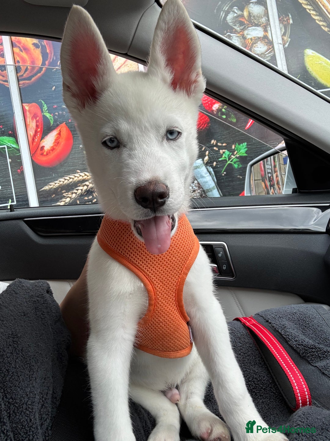 Siberian Husky dogs for sale: Beautiful blue eyed Siberian husky  - Image 4