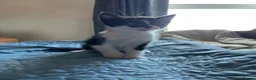 Mixed Breed cats for sale: Beautiful Kittens Seeking Loving Forever Homes  - Advert 21