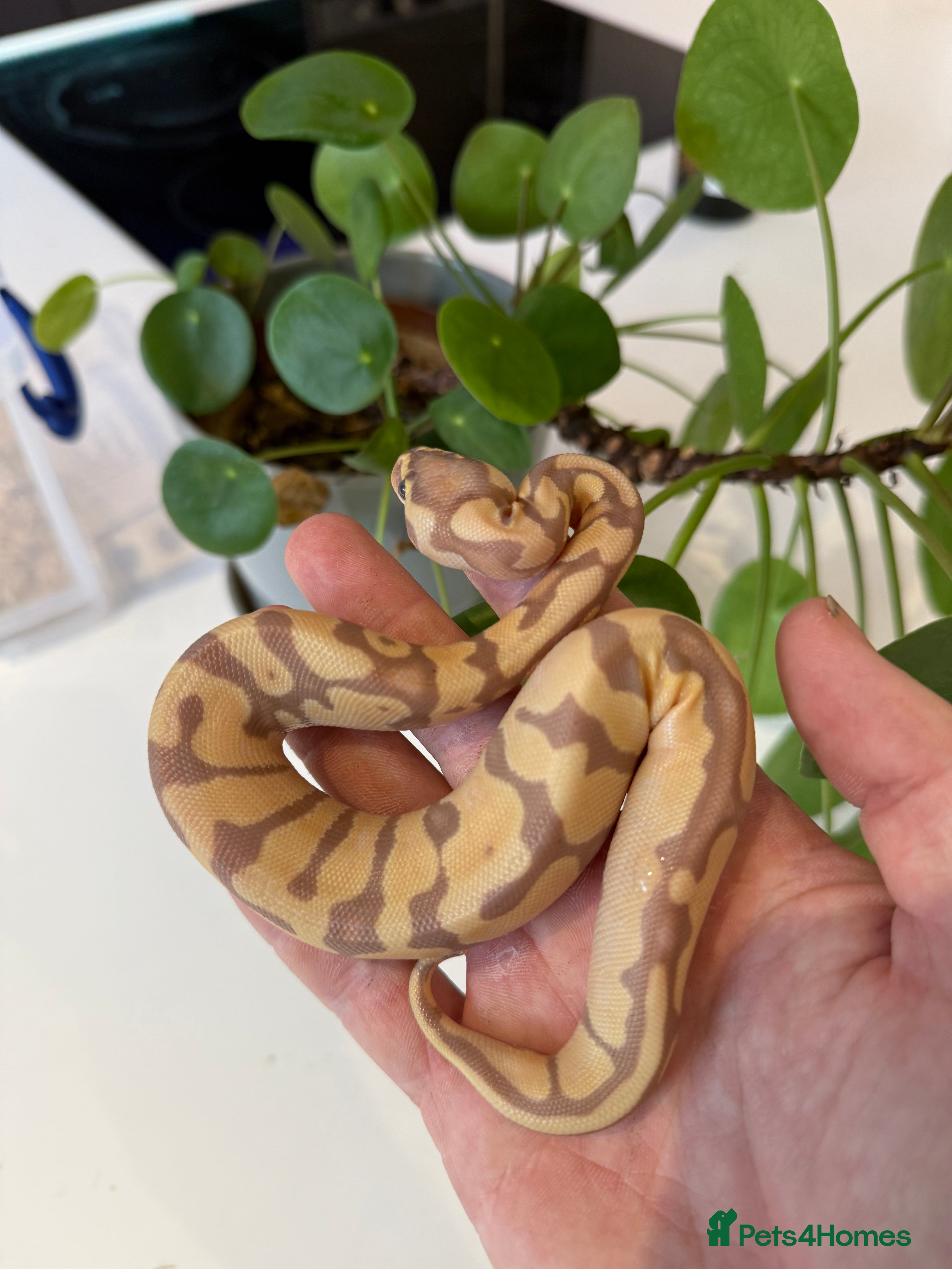 Python Snake reptiles Banana Mojave enchi het pied  - Advert 21