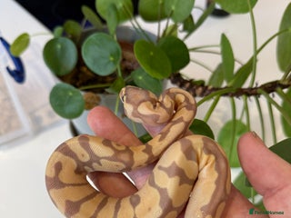 Python Snake reptiles Banana Mojave enchi het pied - Advert 10