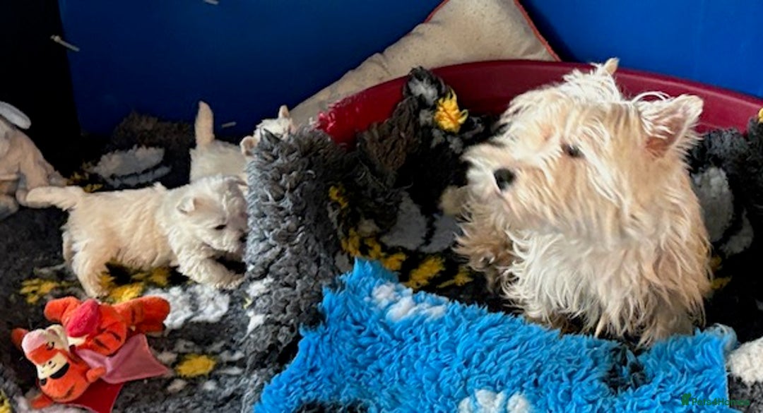 West Highland Terrier dogs for sale: Winsome Westies from a 5 Star Registered Breeder  - Advert 10
