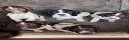 English Springer Spaniel dogs for sale: KC Registered Springer Spaniel Puppies - Advert 2