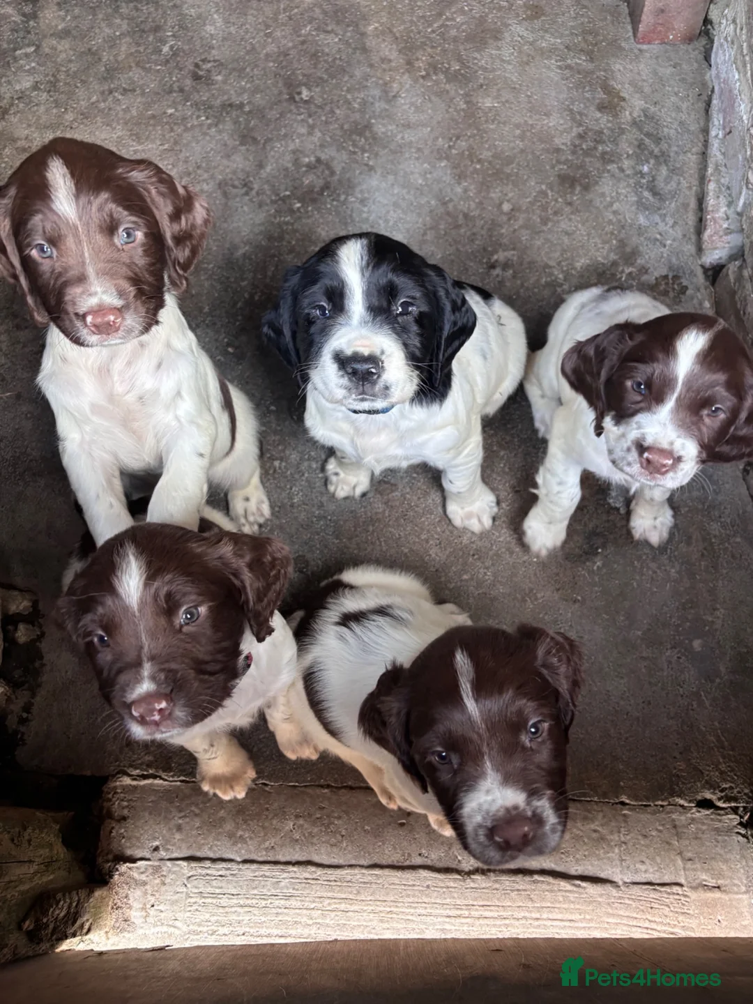 English Springer Spaniel dogs for sale: KC Registered Springer Spaniel Puppies - Advert 2