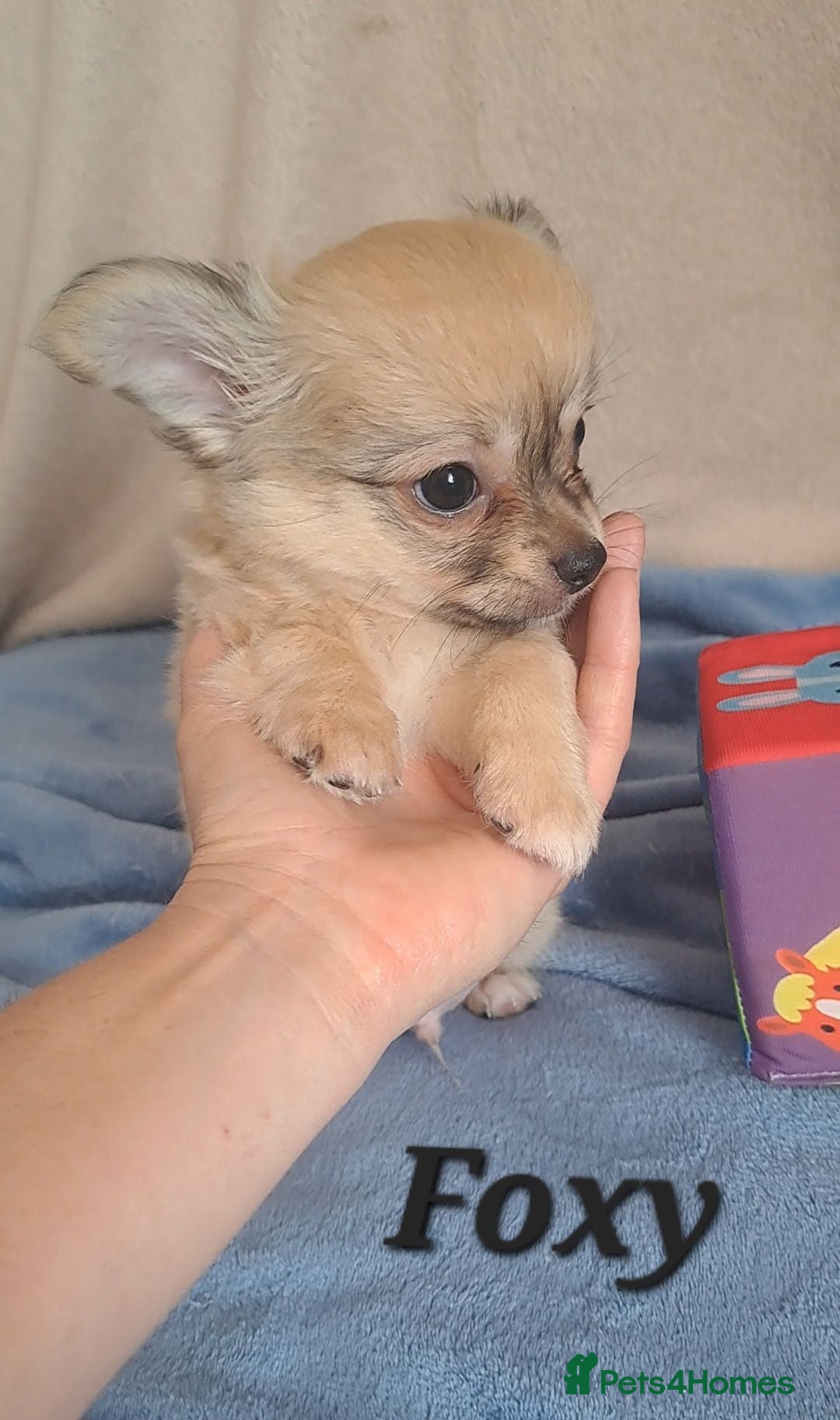 Chihuahua dogs Long Coat Chihuahua pups - Advert 10