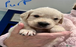 Golden Retriever dogs for sale: Stunning quality golden retriever puppies - Advert 8