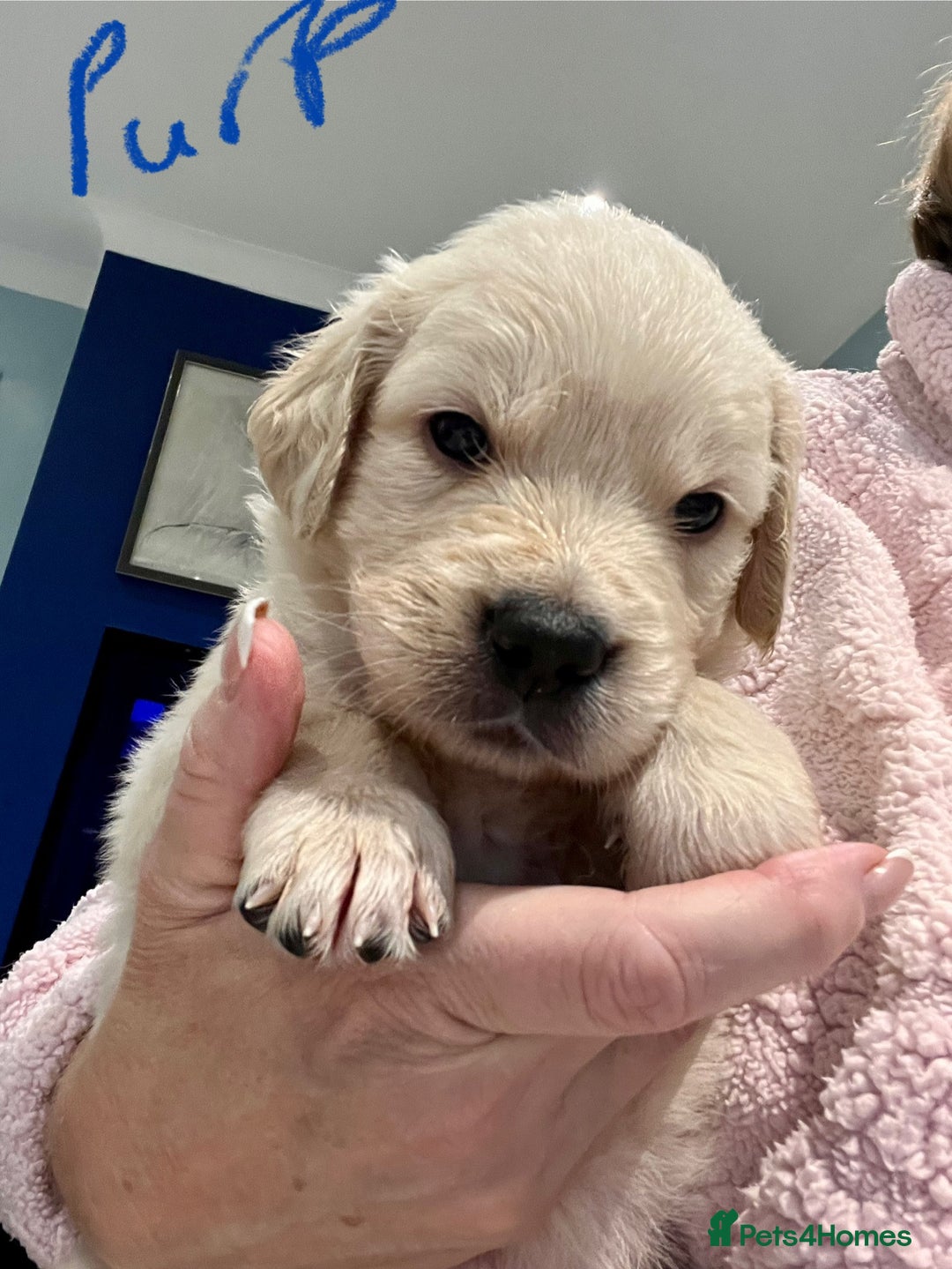 Golden Retriever dogs for sale: Stunning quality golden retriever puppies - Advert 8