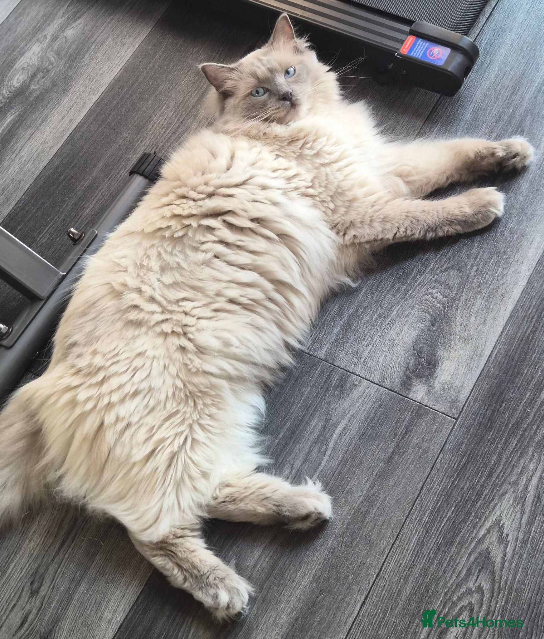 Ragdoll cats Male 3 month old ragdoll kitten flead and wormed  - Advert 6