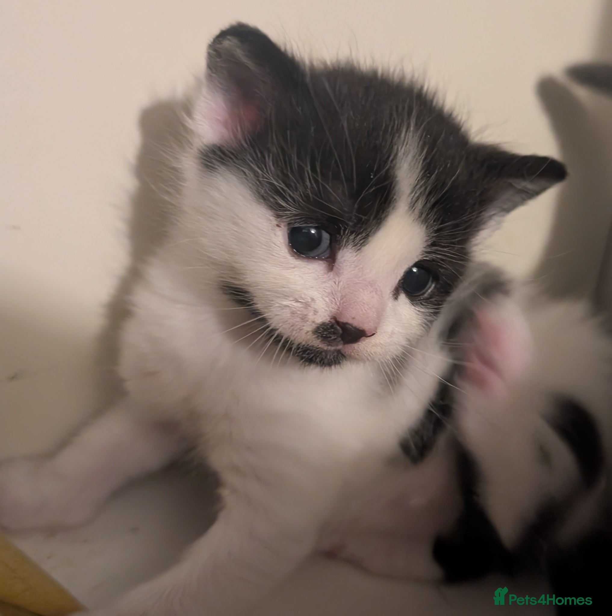 Domestic Shorthair cats for sale: 🖤 LAST KITTEN REMAINING – Midnight 🖤 - Advert 23