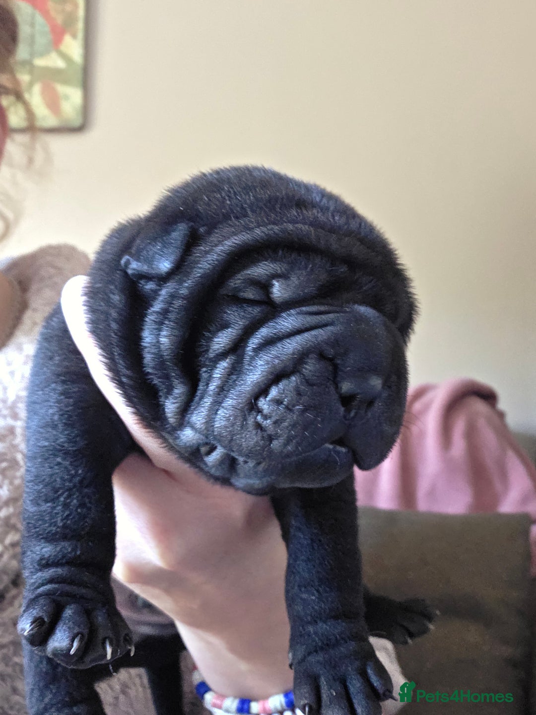 Shar Pei dogs for sale: 3x beautiful shar pei puppies  - Image 9