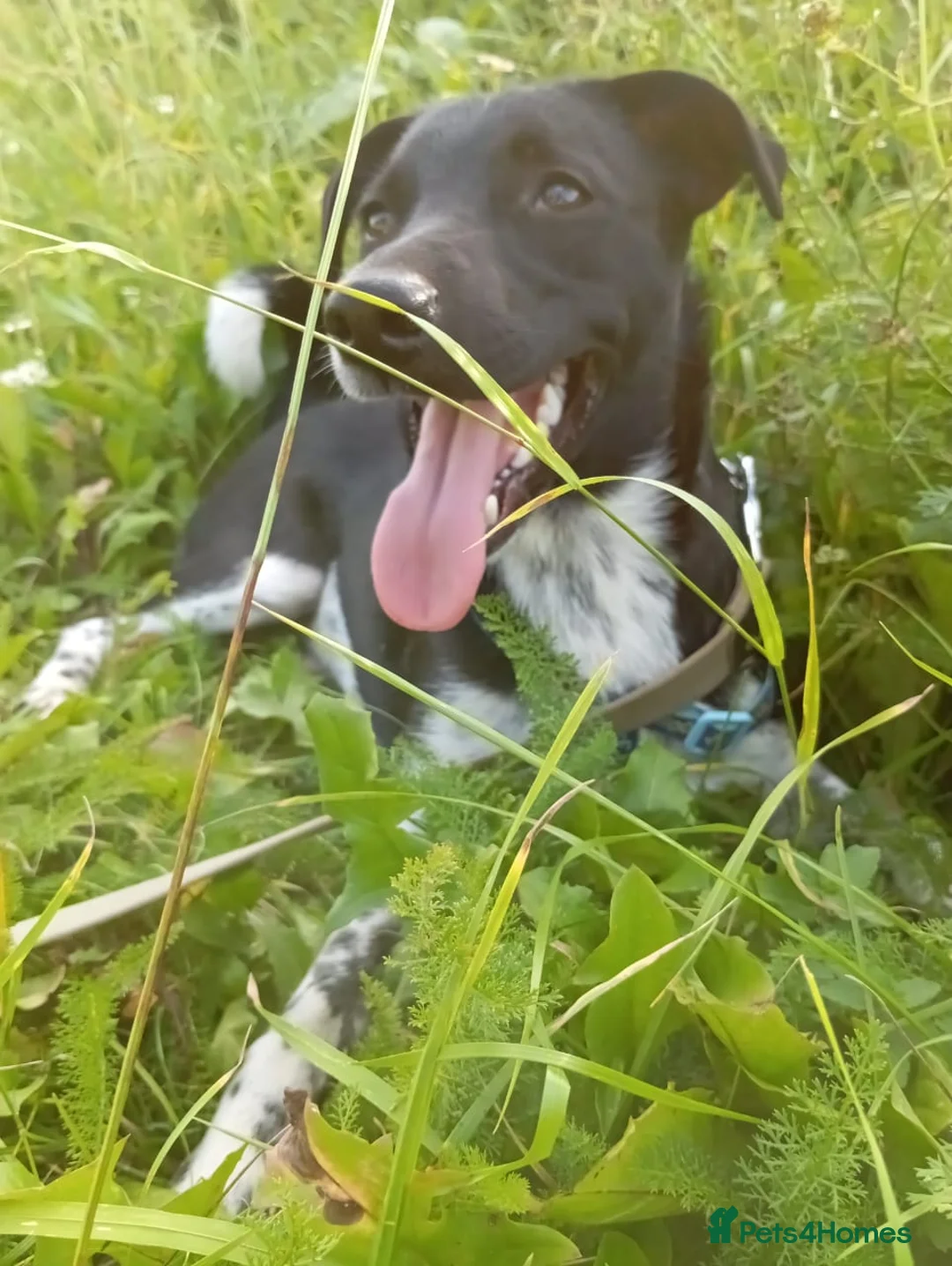 Mixed Breed dogs for adoption: ❤️GEMMIE❤️1yo girl, who chose life, people and fun - Advert 3