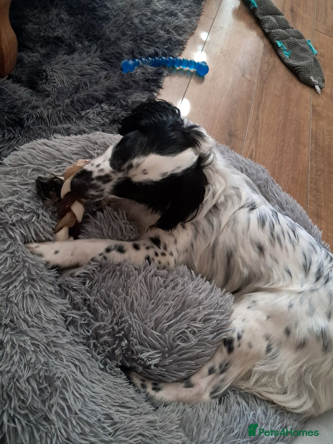 Cockapoo dogs for sale: Cocker spaniel - Image 12