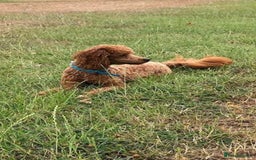 Cockapoo dogs for sale: STUNNING F1 COCKAPOO PUPPIES  - Image 25