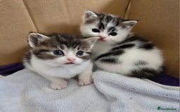 Mixed Breed cats for sale: Fluffy kittens - Image 1