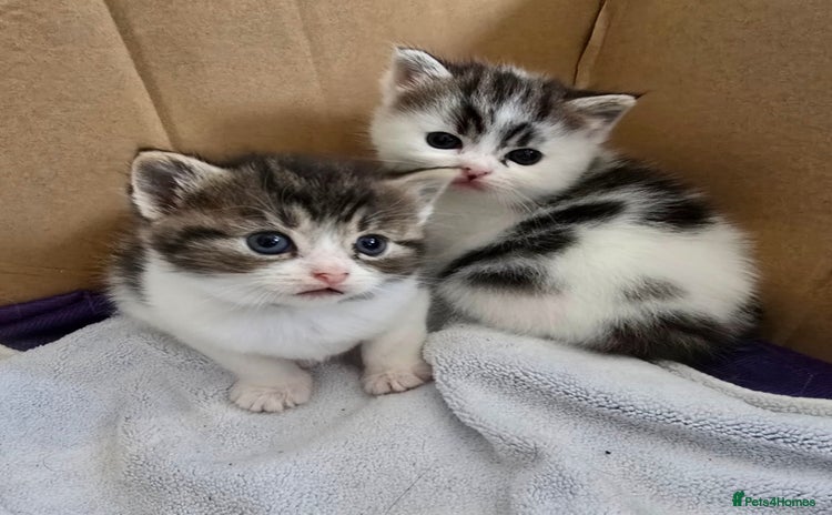 Mixed Breed cats - Advert 15
