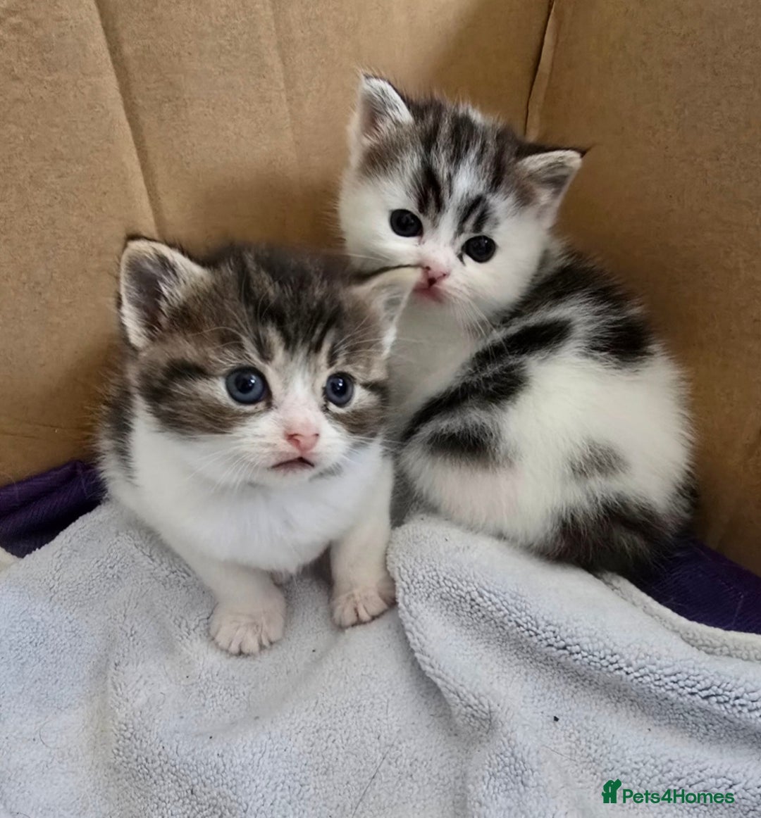 Mixed Breed cats for sale: Fluffy kittens - Image 1