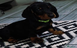 Dachshund dogs for sale: Dachshund puppys  - Image 1
