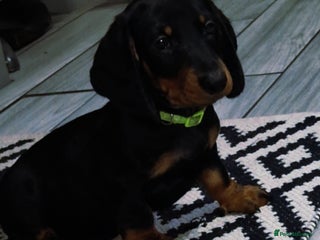 Dachshund dogs - Advert 4