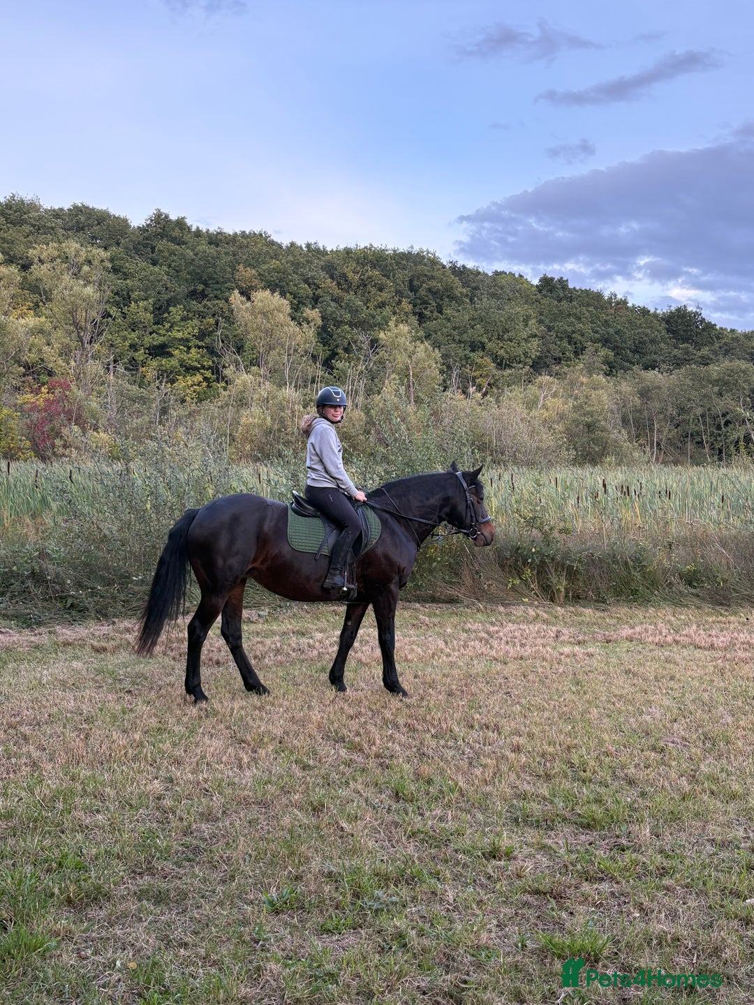 Connemara horses for sale: Confidence giver - Advert 2