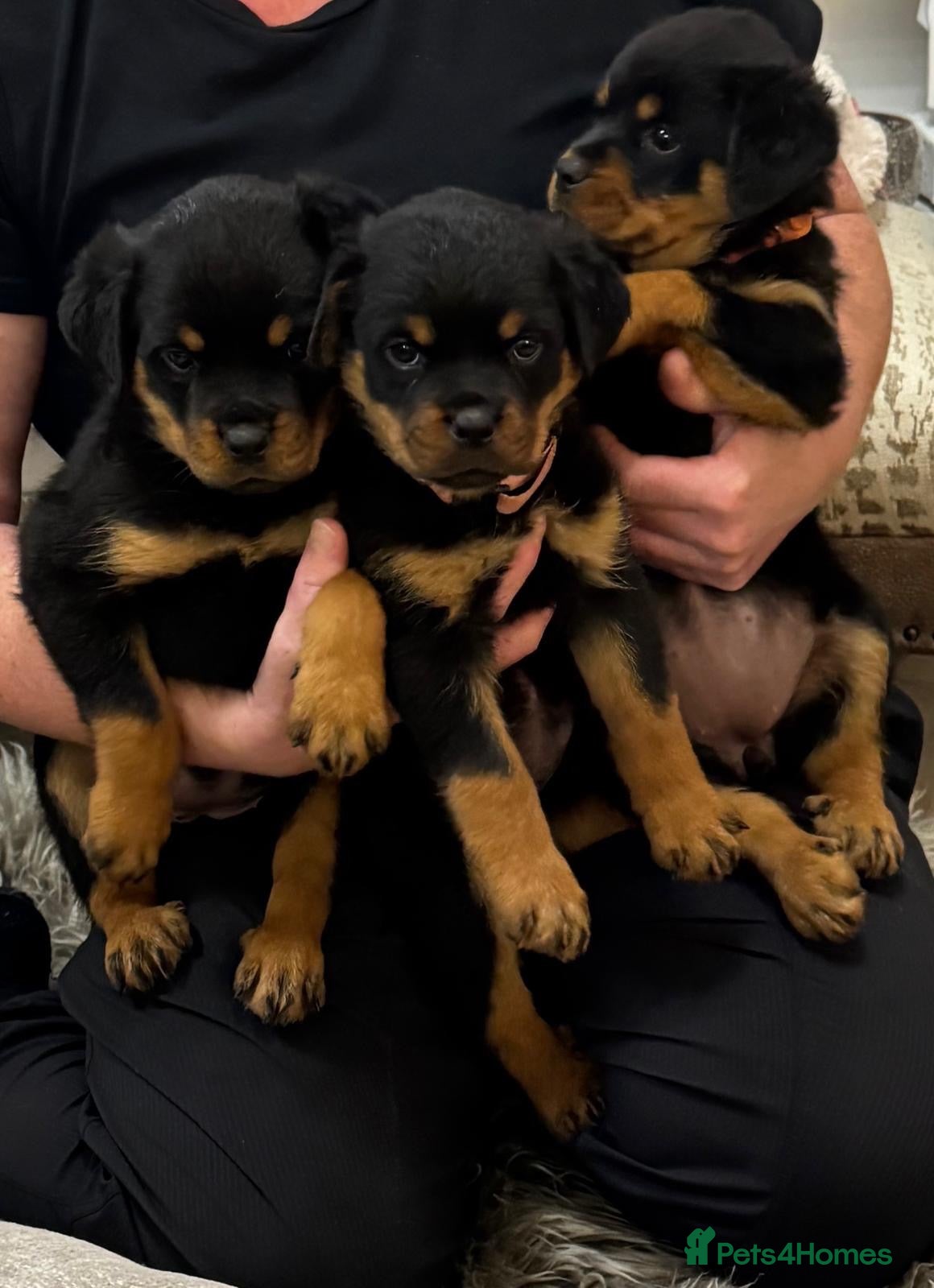 Rottweiler dogs Rottweiler pups £1500 - Advert 2