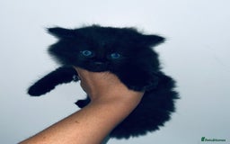 British Shorthair cats for sale: British shorthair X ragdoll  - Image 5
