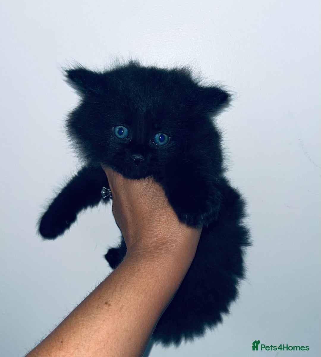 British Shorthair cats for sale: British shorthair X ragdoll  - Image 5