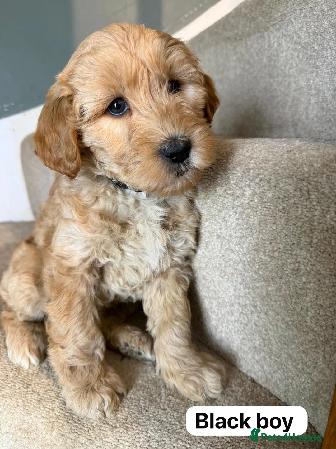 Labradoodle dogs for sale: Labradoodle  - Advert 15