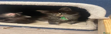 Maine Coon 4