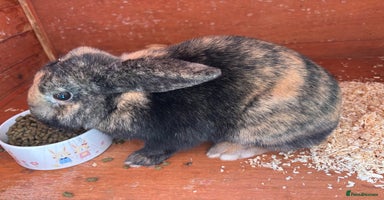 Mini Lop rabbits - Advert 1