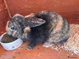 Mini Lop rabbits - Advert 9