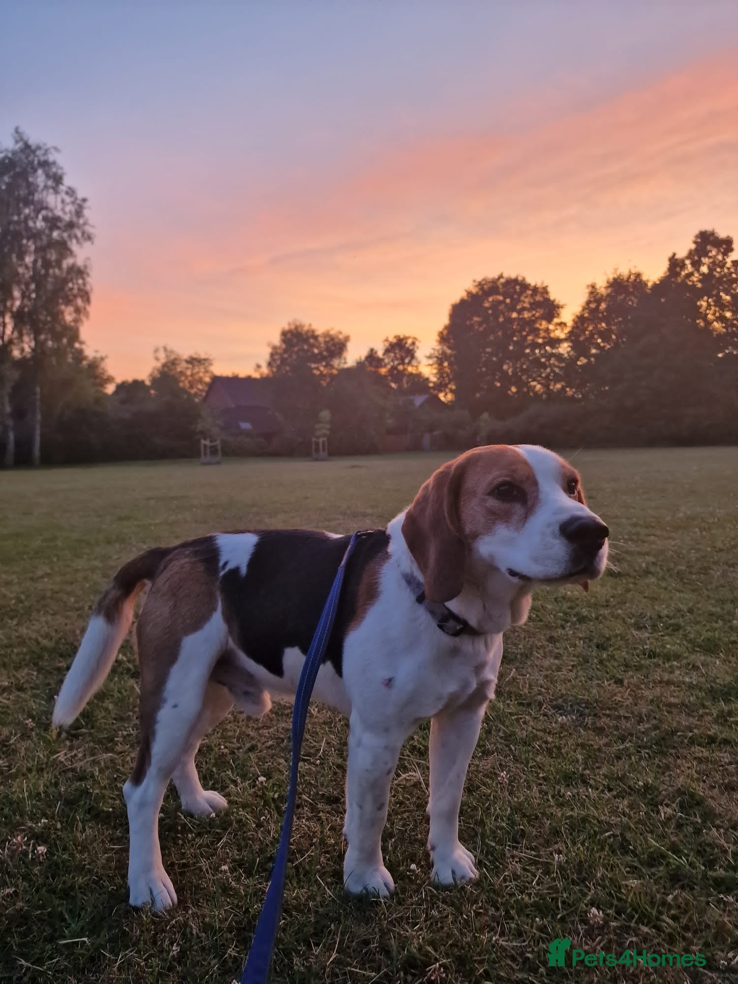 Beagle dogs Elvis the Beagle - Advert 1