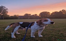 Beagle dogs for sale: Elvis the Beagle - Image 1