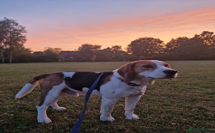 Beagle dogs - Advert 15
