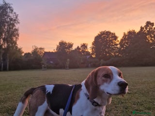 Beagle dogs - Advert 2
