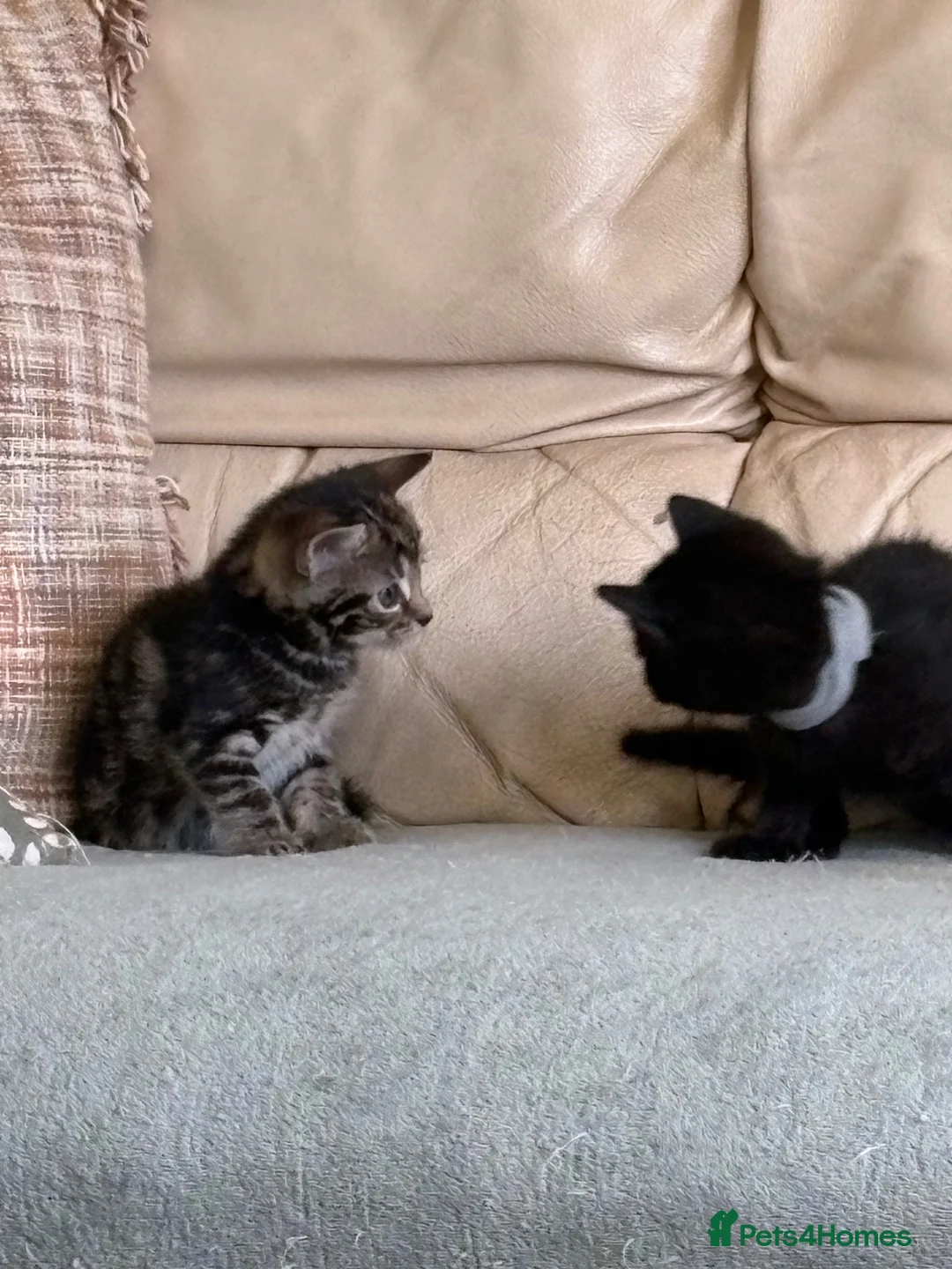 Mixed Breed cats for sale: 4 lovely playful kitten - Advert 2