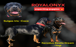 Rottweiler dogs for sale: Rottweiler puppies waiting list open - Image 1