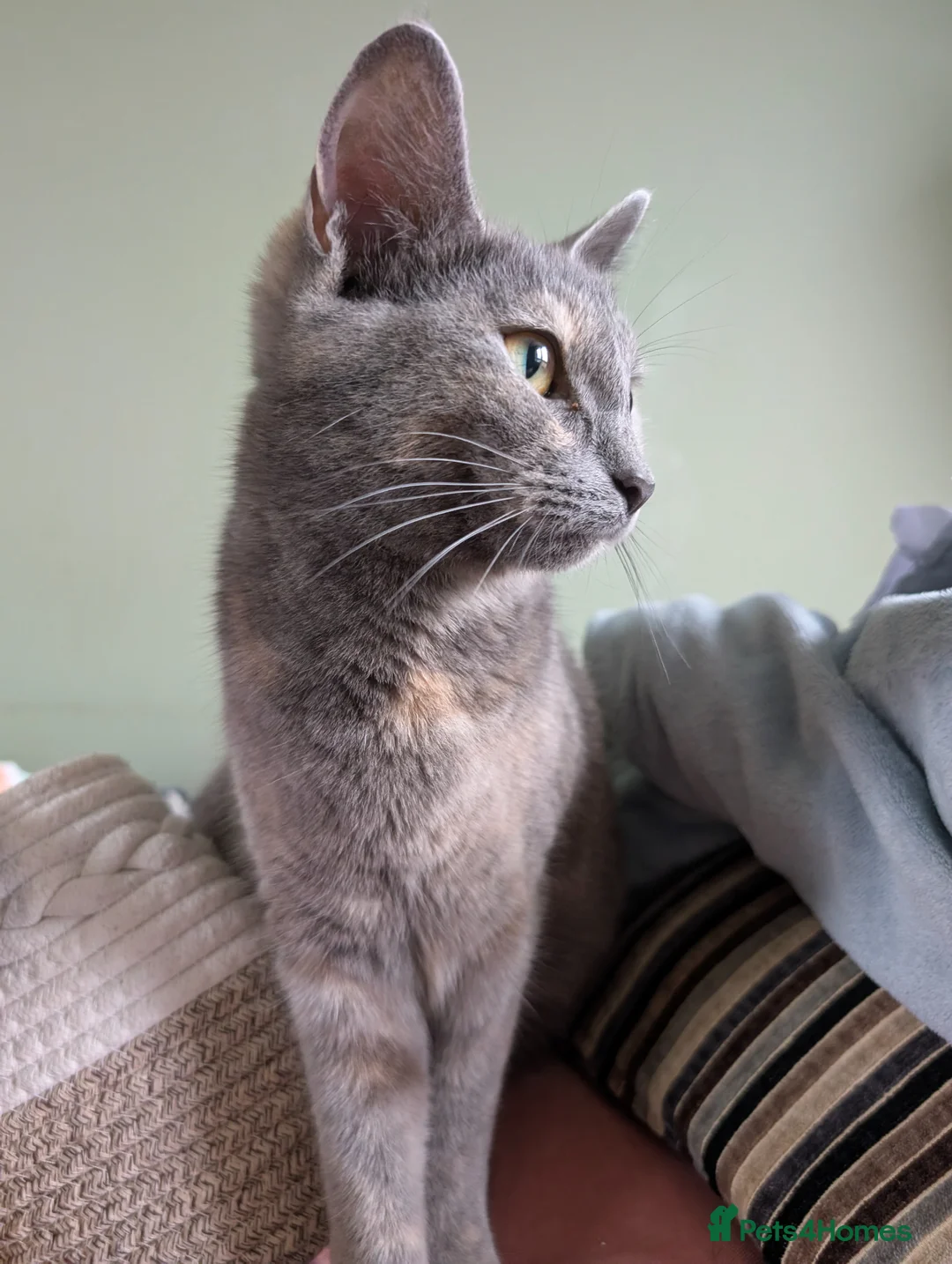 Mixed Breed cats for sale: Beautiful mixed breed female kittens in Livingston - Advert 13
