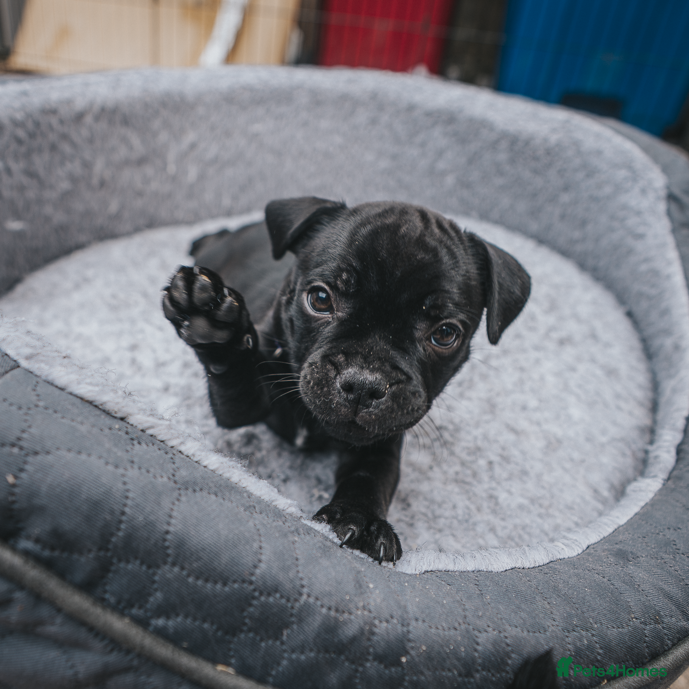 Staffordshire Bull Terrier dogs Blue & Black KC Staffie Puppies - Champ Bloodline - Advert 2