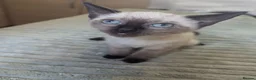 Siamese cats for sale: Seal point Siamese - Advert 4