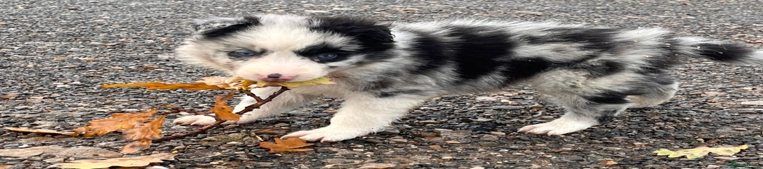 Border Collie Puppy 2