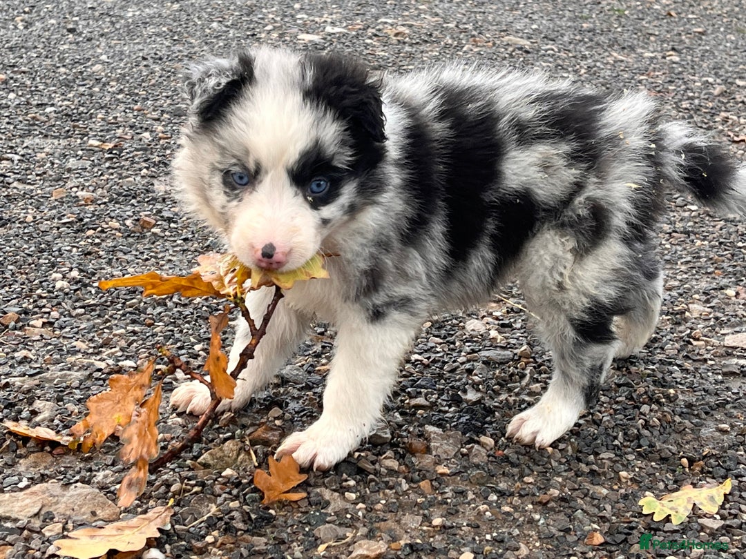 Border Collie dogs for sale: Blue Merle border collies - Image 8
