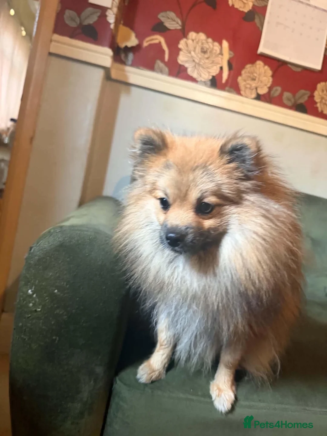 Pomeranian dogs for sale: 1 year old Pomeranian for sale read description  - Advert 2