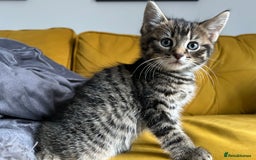 Mixed Breed cats for sale: Adorable kittens for sale  - Image 6