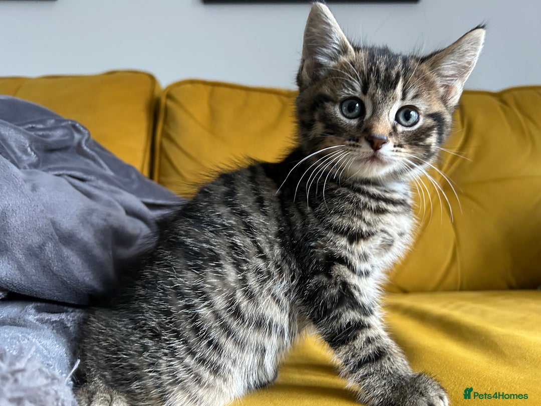 Mixed Breed cats for sale: Adorable kittens for sale  - Image 6