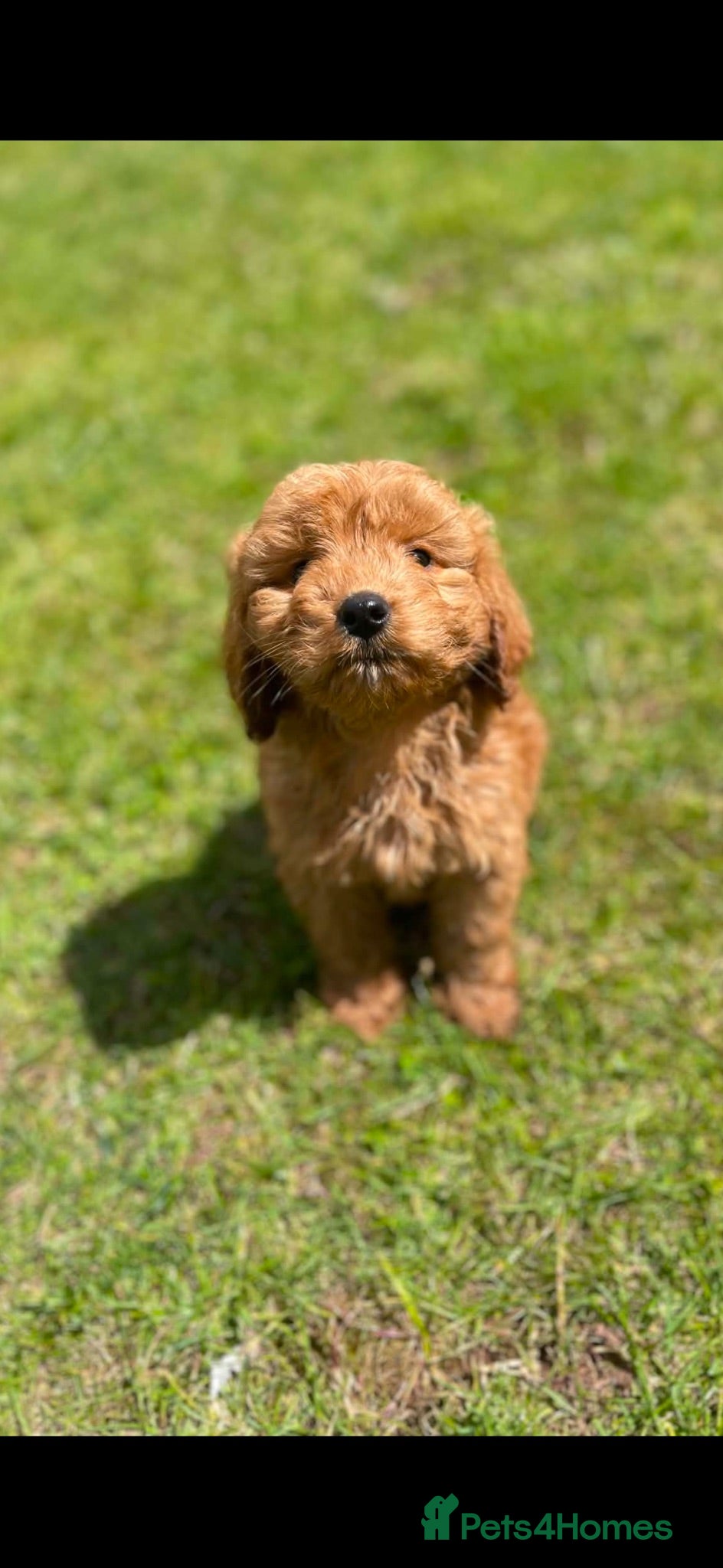 Cockapoo dogs READY TO LEAVE BEAUTIFUL MINIATURE COCKERPOOS  - Advert 4